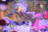 Art Print of the Painted Greenling Fish