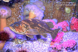 Art Print of the Painted Greenling Fish