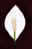 An art print of a white Peace Lily Bloom against a dark red background