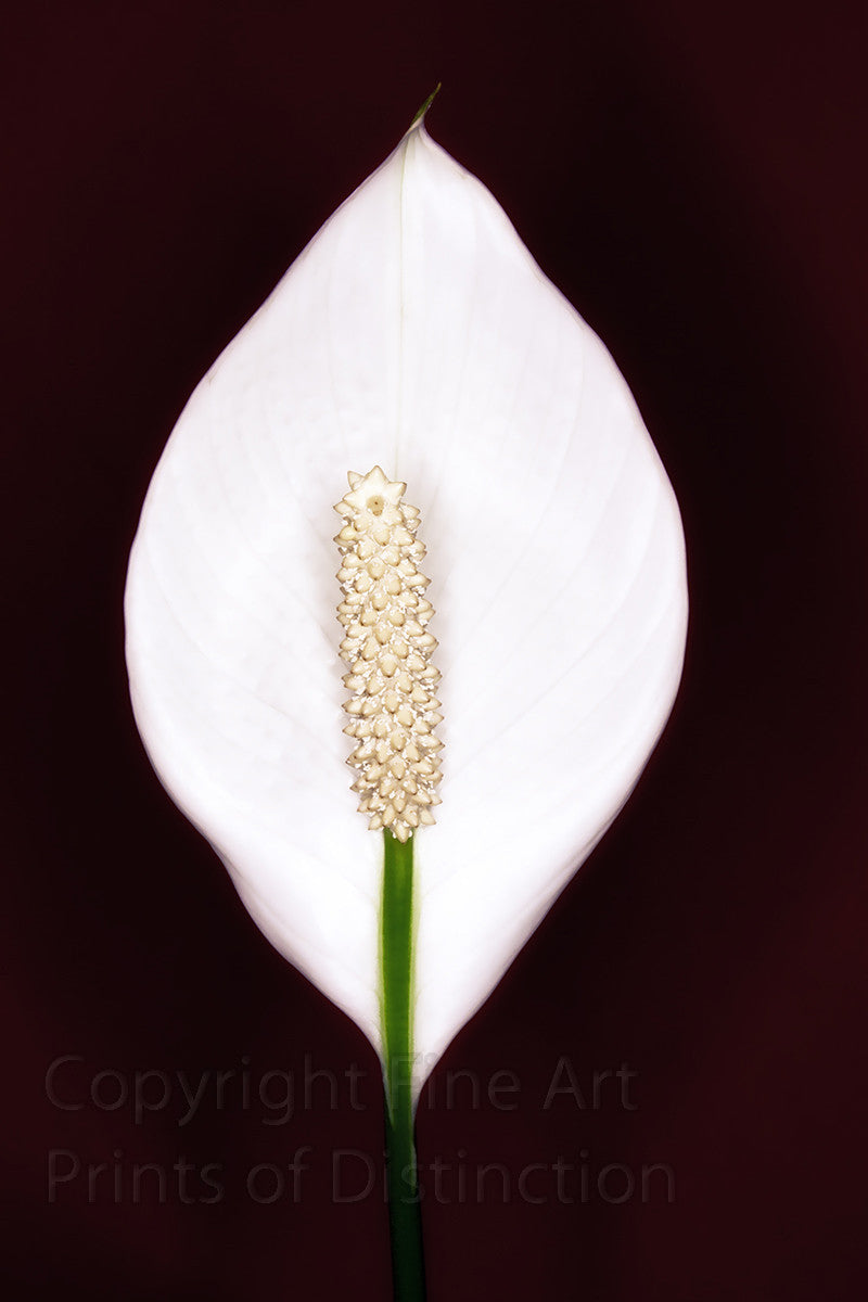 peace lily art Peace Lily Botanical Art Print