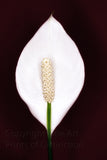 An art print of a white Peace Lily Bloom against a dark red background