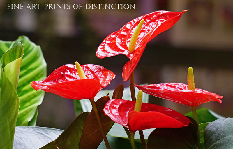 Peace Lily with Red Blooms Botanical Art Print