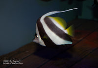 Art Print of a Pennant Coralfish in white, yellow and black