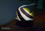Art Print of a Pennant Coralfish in white, yellow and black