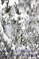 Pine Boughs Laden with Heavy Snow Art Print