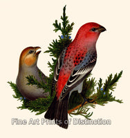 Art Print of the Pine Grosbeak by an Anonymous Artist