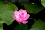 A premium Quality Print of a Lotus Flower with Single Pink Bloom
