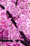 pink Weeping Cherry Tree Blooms a full mat Art Print 