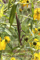 Praying Mantis among Yellow Wild Flowers Art Print