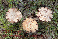 art print of a trio of purple and white deceiver mushrooms with split tops