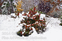 Pyracantha in the Snow and fall Art Print