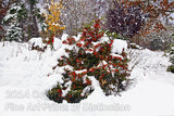 Pyracantha in the Snow and fall Art Print