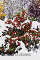 Pyracantha Bush with Bright Orange Berries Covered in Snow Art Print