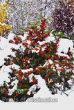 Pyracantha Bush with Bright Orange Berries Covered in Snow Art Print
