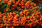 Pyracantha Orange Berry Pods Art Print