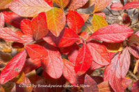 art print of Red Wild Blueberry Bush Resembling Poinsettia flowers