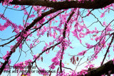 Red Buds Framed in the Sky Art Print