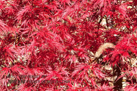 art print of a bright Red Japanese Maple Tree with Single Dried Grass Stalk