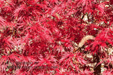 art print of a bright Red Japanese Maple Tree with Single Dried Grass Stalk