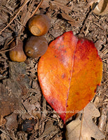 art print of Orange Leaf and Acorns on Brown Background