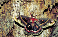 Red Moth on a Tree Trunk art print