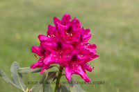 art print of a Red Rhododendron bloom against the green grass