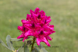 art print of a Red Rhododendron bloom against the green grass