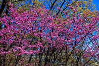 Red Bud and Budding Trees in Appalachian mountains Art Print