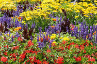 An archival Quality Print of a Red, Purple and Yellow Flower Bed