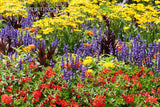 An archival Quality Print of a Red, Purple and Yellow Flower Bed