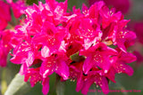 art print of Rhododendron Double Blooms in Fluorescent Pinks under a bright sun