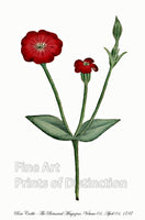 Art Print of the Rose Cockle. Curtis illustrated the campion or rose cockle with red blooms on tall stalk