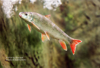 art Print of The Shorthead Redhorse Sucker fish