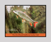 Poster of The Shorthead Redhorse Sucker fish