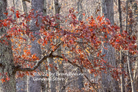 An art print of Single Branch of Deep Reddish Brown Oak Leaves