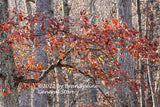 An art print of Single Branch of Deep Reddish Brown Oak Leaves
