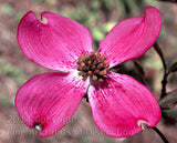 An Botanical Print of Dogwood a Single Pink Bloom