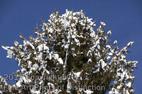 Snowy Pine Cones in the Deep Blue Sky Art Print