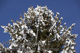 Snowy Pine Cones in the Deep Blue Sky Art Print