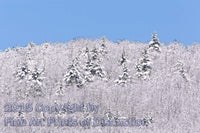 Snowy Pines in the Icy Hardwood Forest Art Print