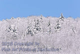 Snowy Pines in the Icy Hardwood Forest Art Print