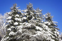 Snow Covered Pines in the Early Morning Sun art print