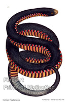 Art Print of Crimson Sided Snake painting by James Sowerby
