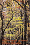 art Print of Sparse Yellow Autumn Leaves Among Dark Tree Trunks