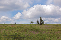An art print with red spruce trees on the Sphagnum moss plain in the Dolly Sods region of West Virginia