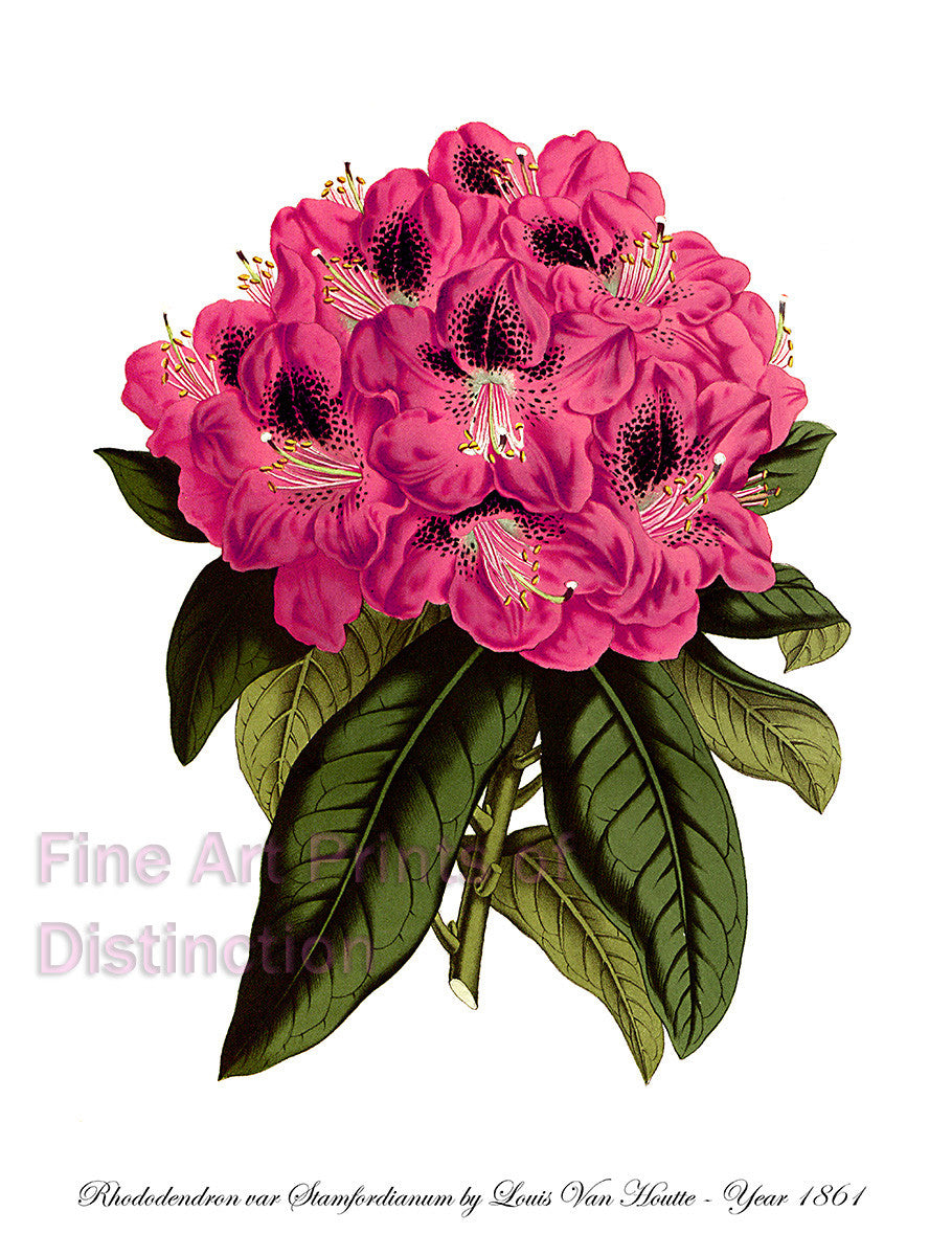 Art Print of the Rhododendron var Stamfordianum by Louis Van Houtte fwith large pink bloom on green stem