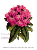 Art Print of the Rhododendron var Stamfordianum by Louis Van Houtte fwith large pink bloom on green stem