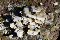 An art print of Stereum Fasciatum fungi and More on fallen Log in the woods