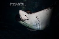 art Print of a Sting Ray Fish showing teeth