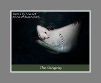 Poster of the Sting Ray Fish with teeth showing 